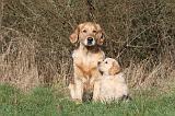 GOLDEN RETRIEVER 024